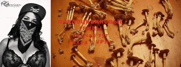 хмурый Абаза